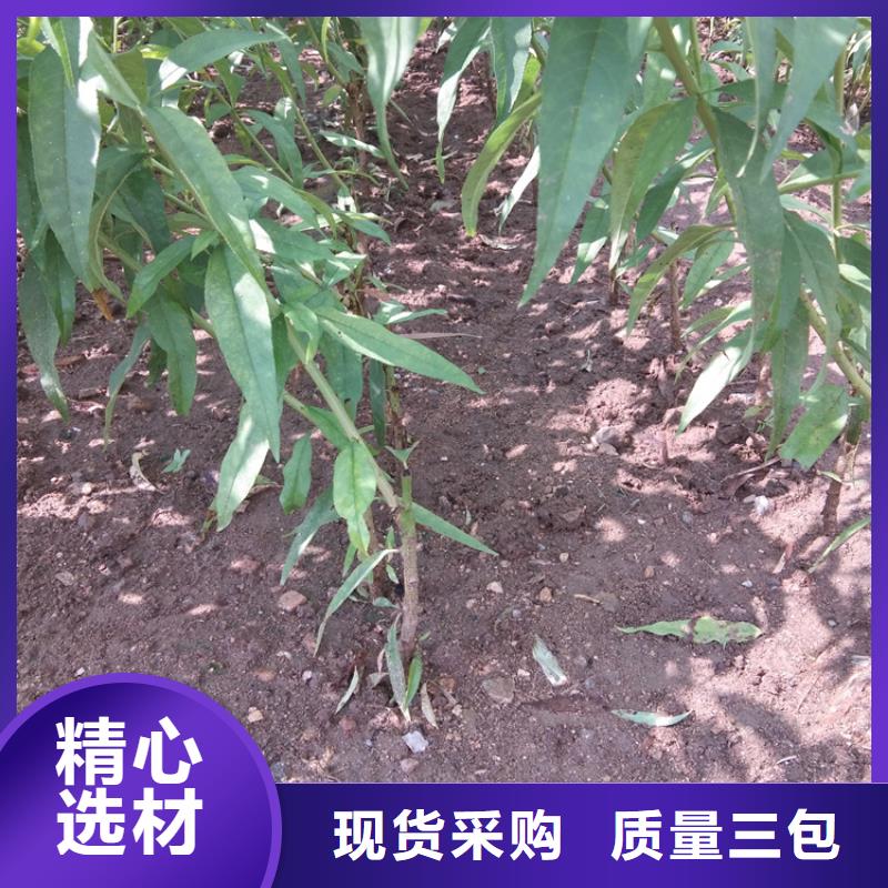 桃櫻桃苗多年實力廠家