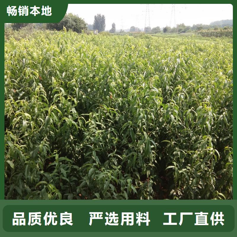 桃蘋果苗快速生產