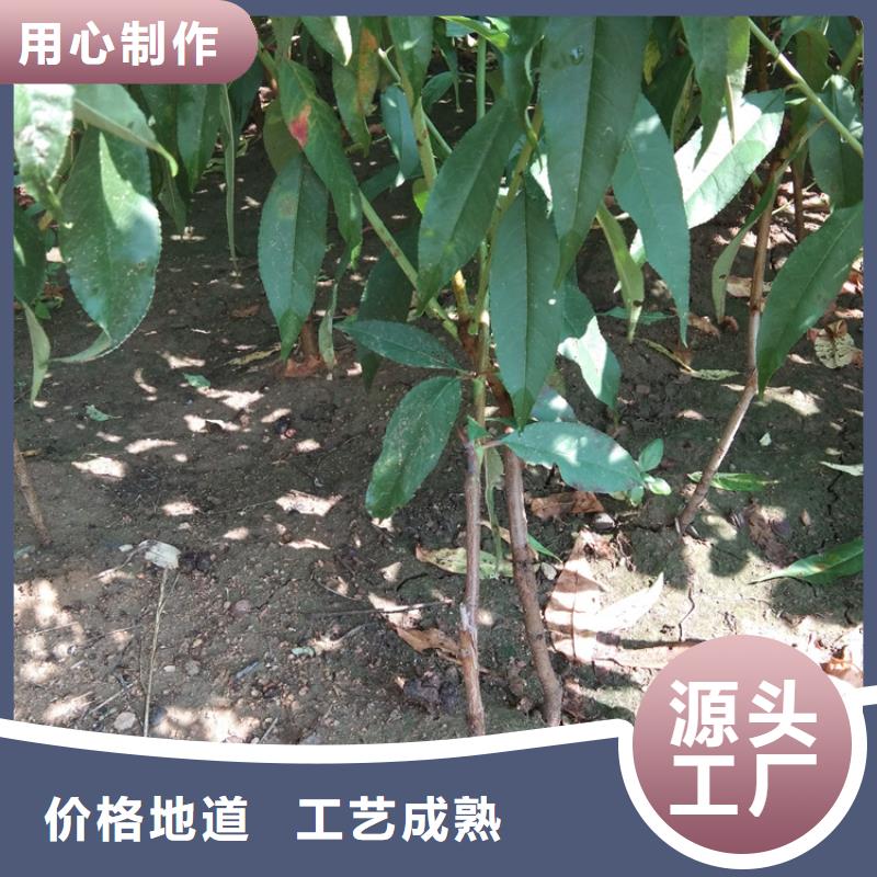 桃北美冬青工廠直營