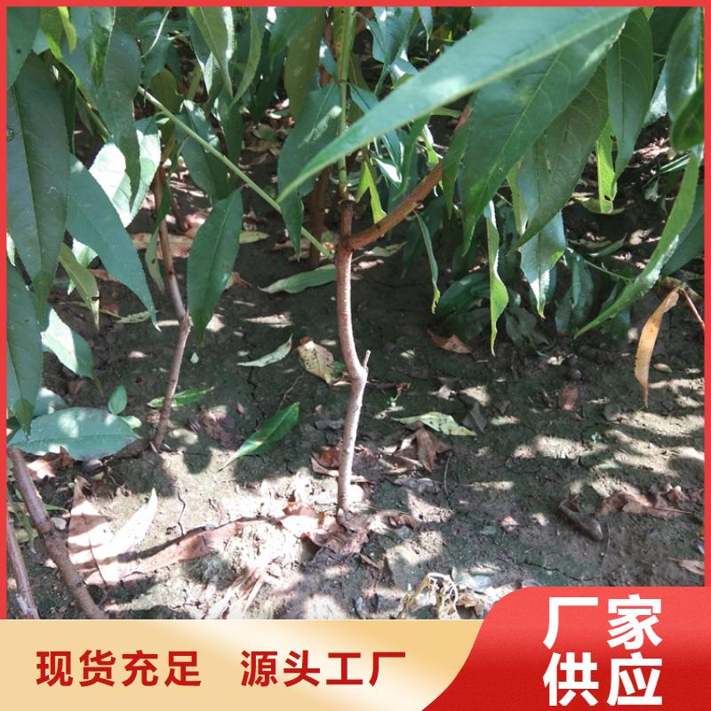 桃櫻桃苗來圖定制量大從優