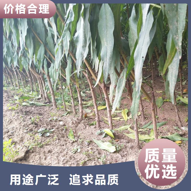 桃櫻桃苗全新升級(jí)品質(zhì)保障