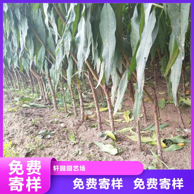 【桃】無花果苗產(chǎn)地采購