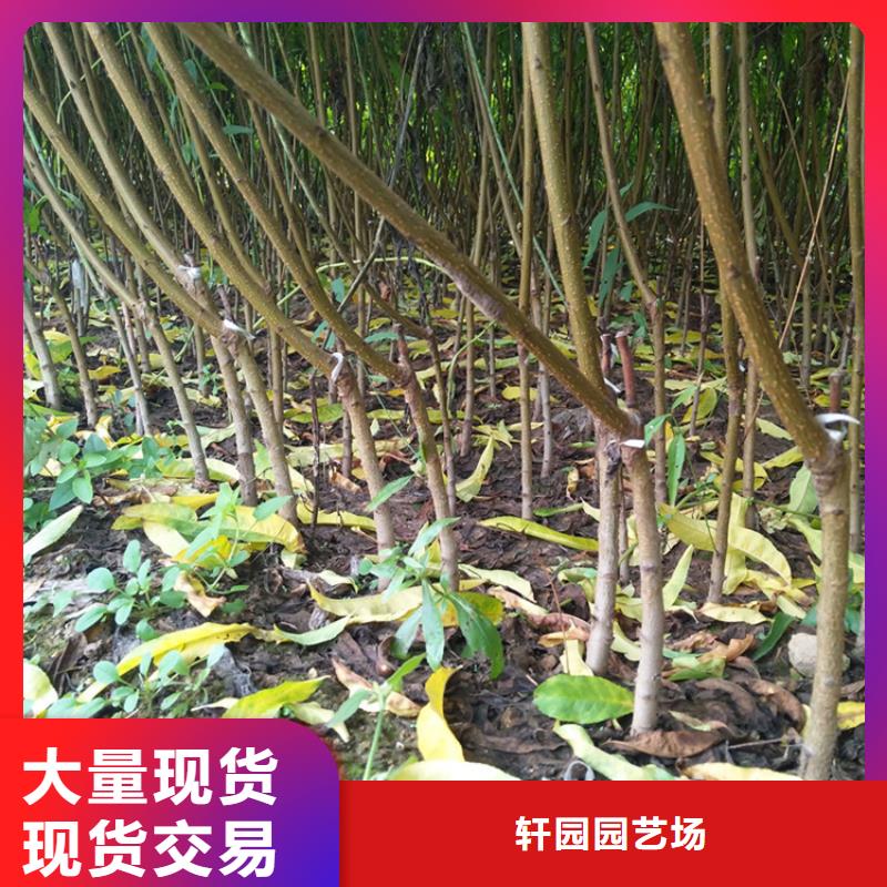 桃石榴树专业品质