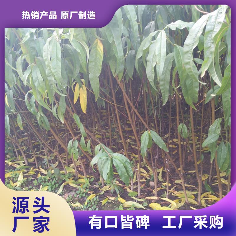 【桃】石榴樹大庫存無缺貨危機