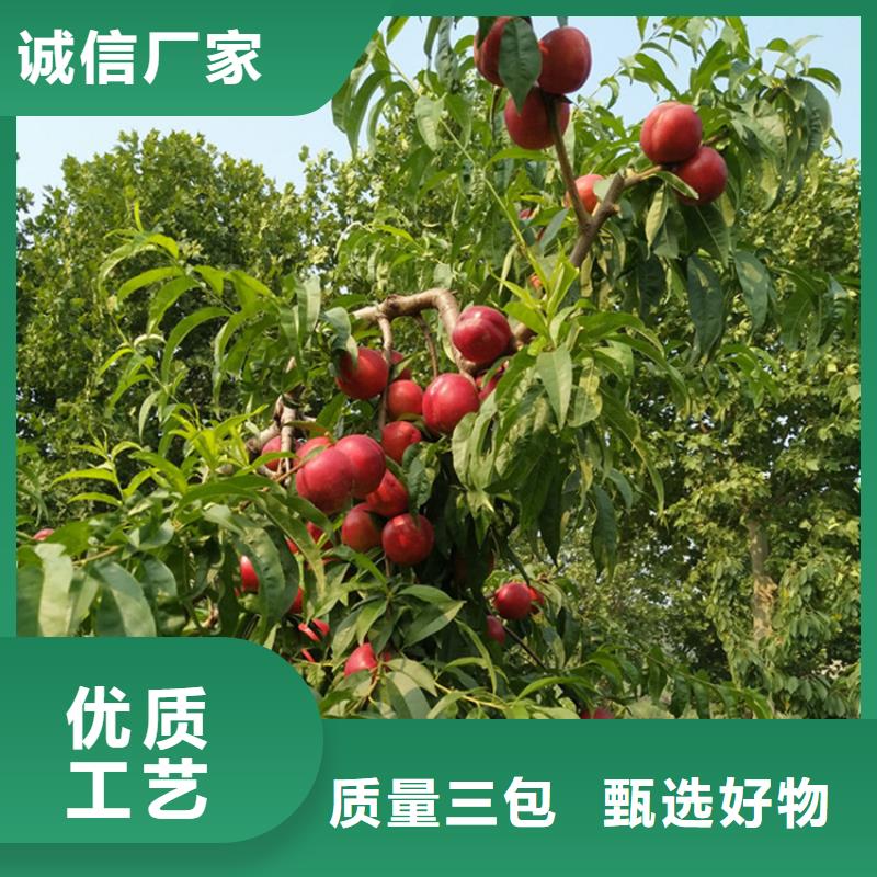 【桃】_苹果苗经验丰富质量放心