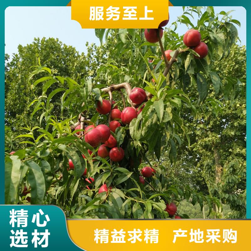 桃櫻桃苗來圖定制量大從優(yōu)