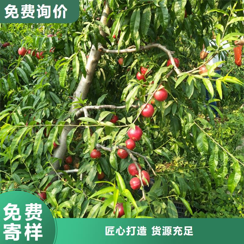 桃【櫻桃苗】嚴格把關質量放心