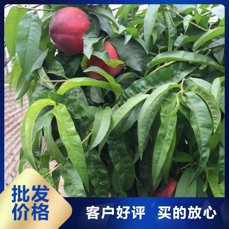 【桃-蘋果苗用品質贏得客戶信賴】