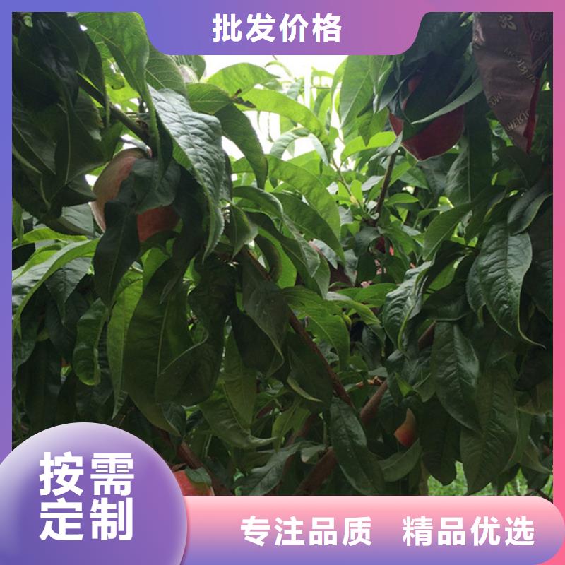 桃無花果苗品質商家