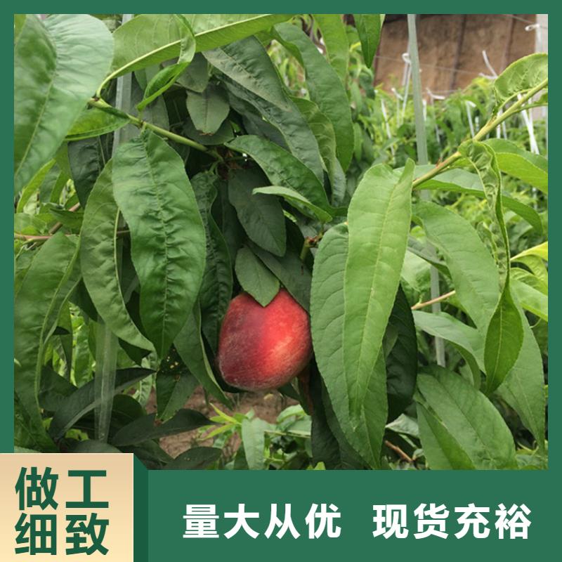 桃蘋果苗細節(jié)決定品質(zhì)