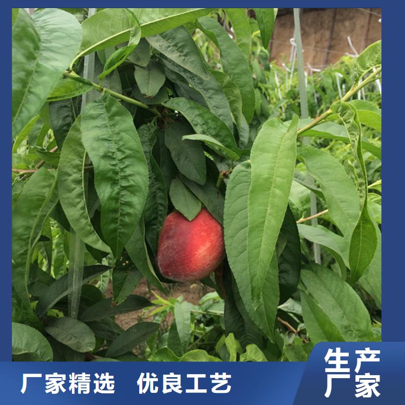 桃西瓜苗用品質(zhì)贏得客戶信賴