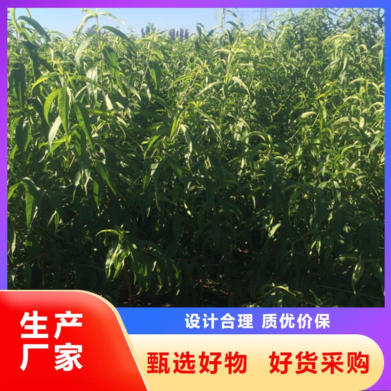 桃獼猴桃苗貨真價(jià)實(shí)