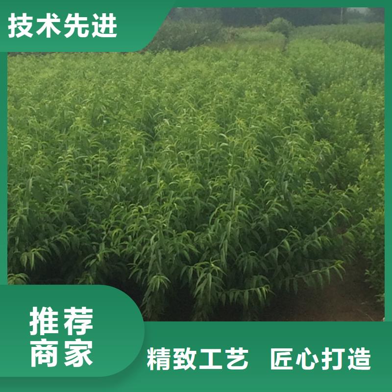 桃無花果苗經久耐用