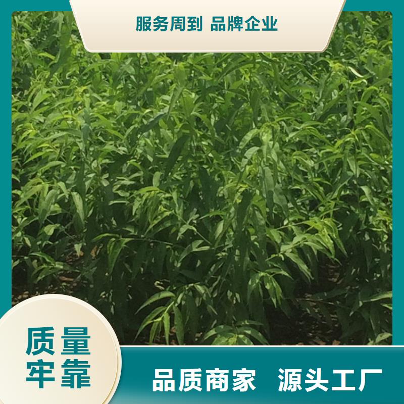 桃【櫻桃苗】嚴格把關質量放心