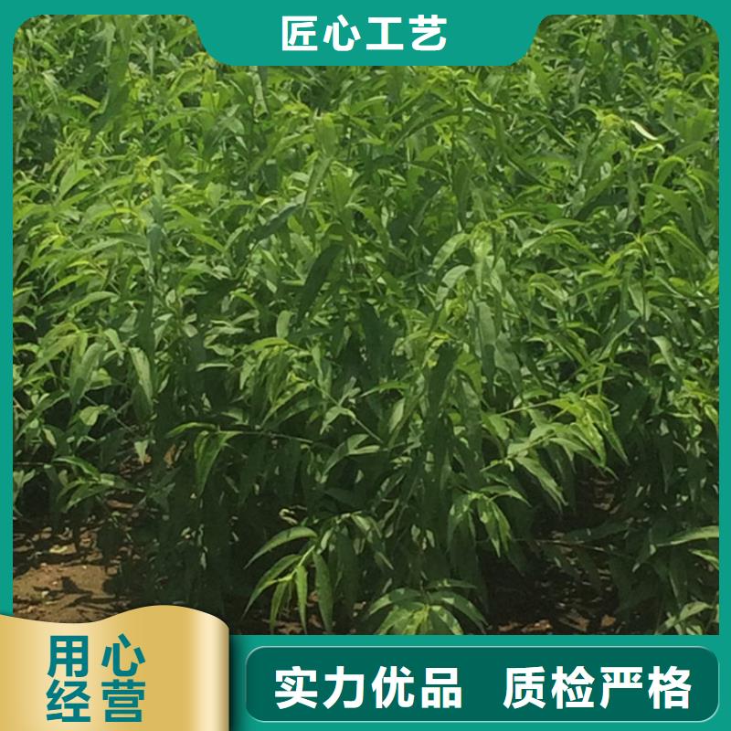 【桃櫻桃苗從廠家買售后有保障】