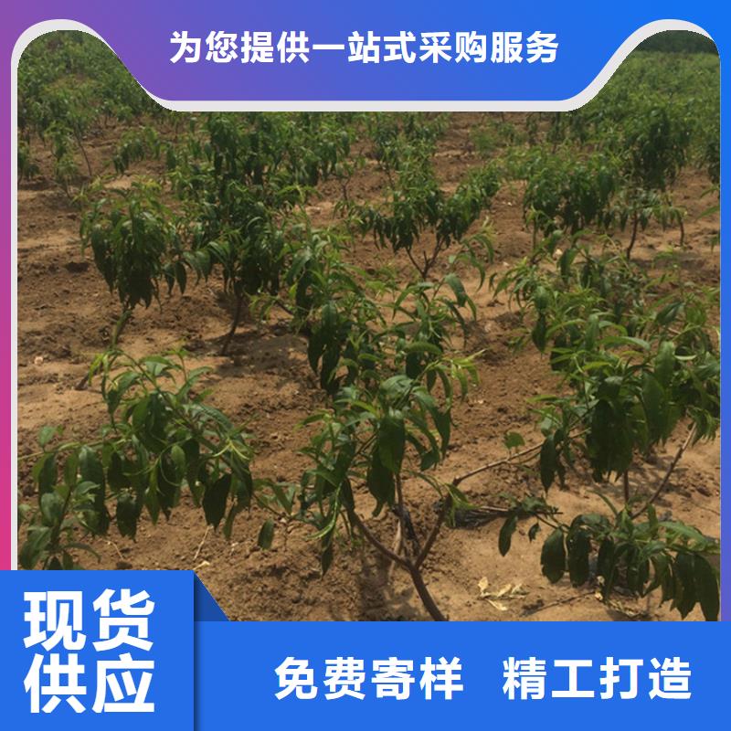桃蘋果苗快速生產(chǎn)
