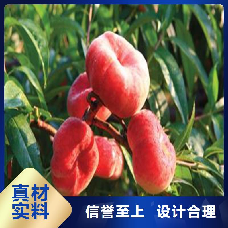 桃無花果苗實力大廠家