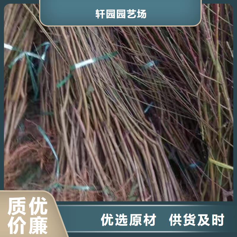 桃櫻桃苗來圖定制量大從優