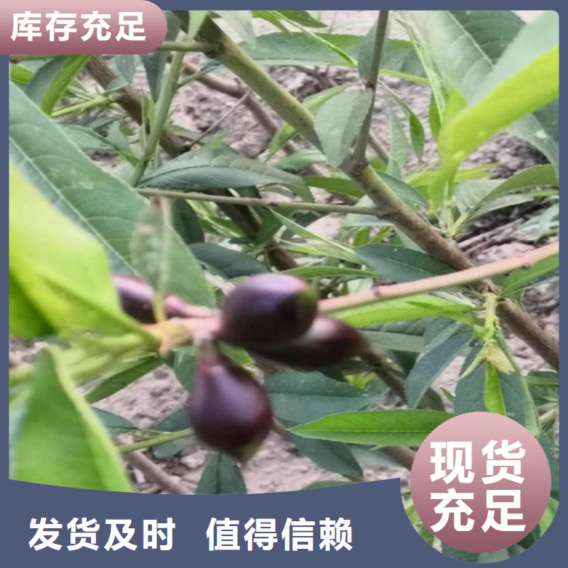 桃【櫻桃苗】嚴格把關質量放心