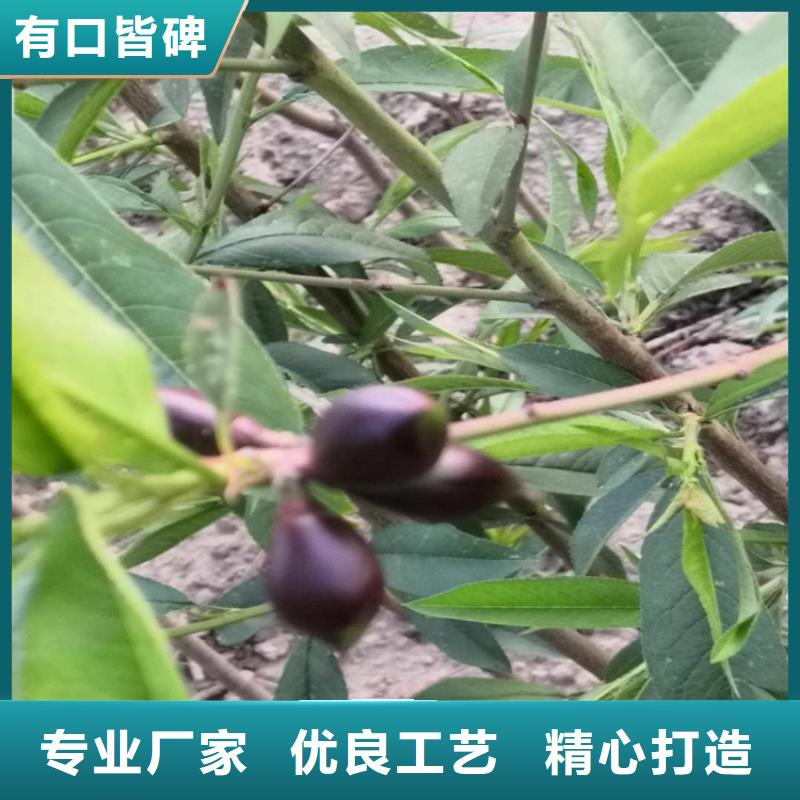 桃【櫻桃苗】嚴(yán)格把關(guān)質(zhì)量放心