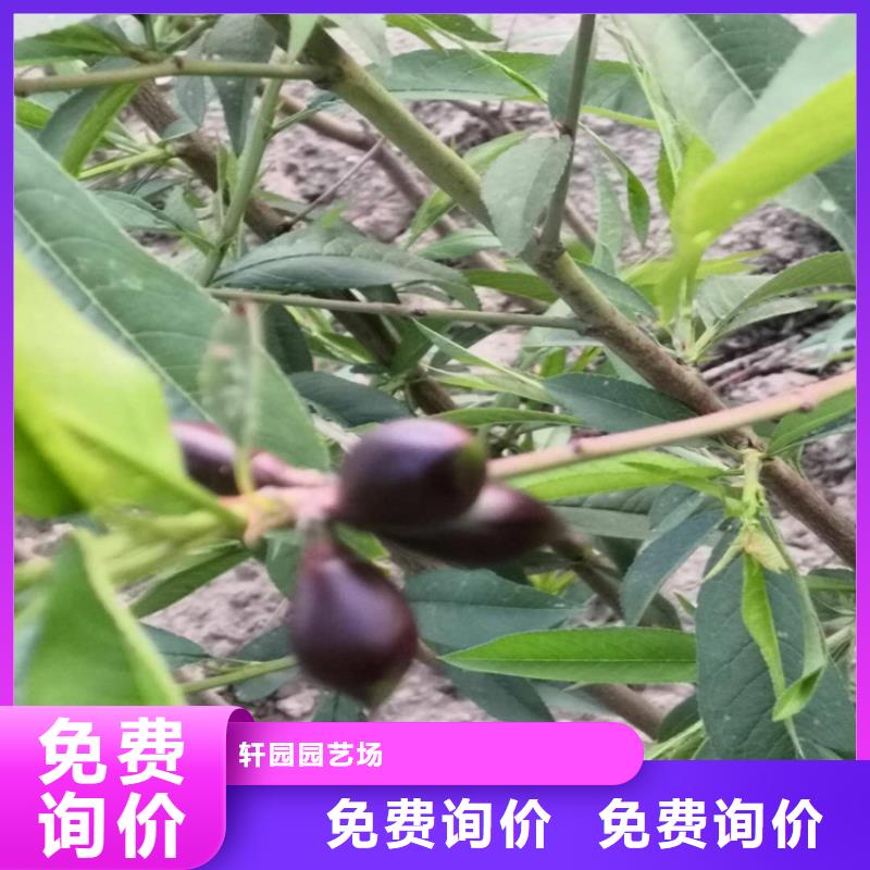 桃獼猴桃苗貨真價(jià)實(shí)