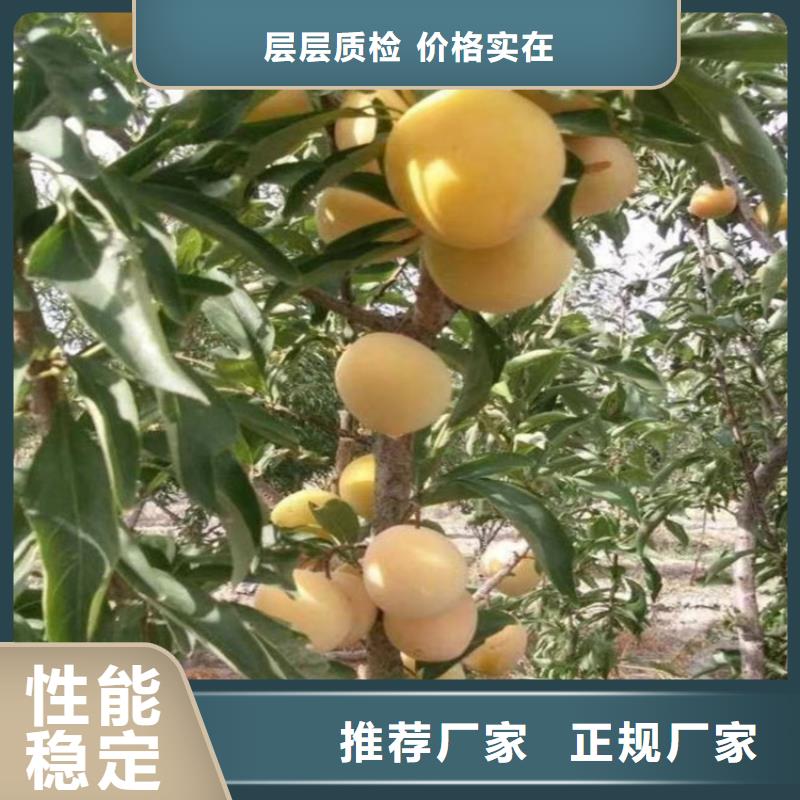 李子櫻桃苗實力公司