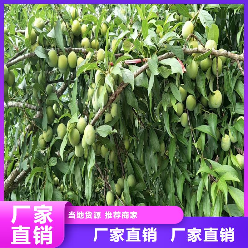 李子石榴苗不只是質(zhì)量好