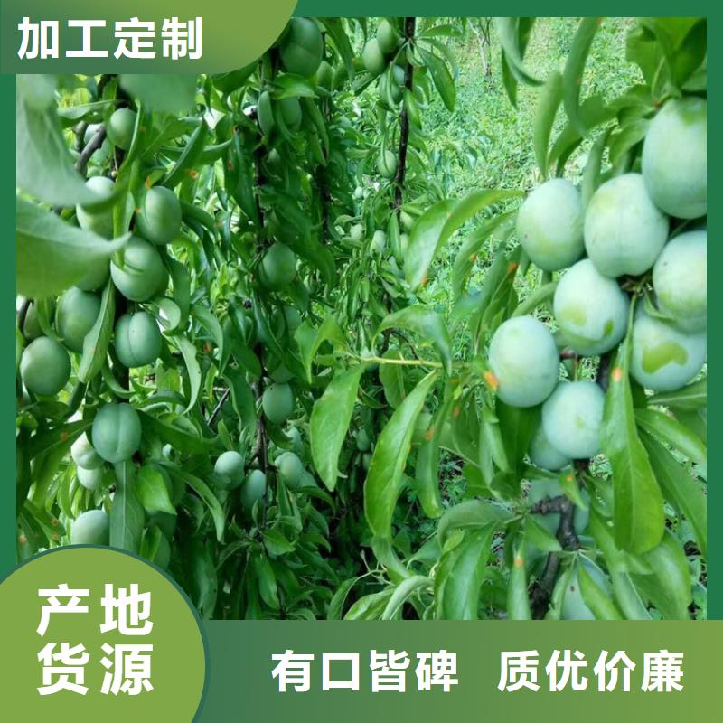 李子【無花果苗】款式新穎