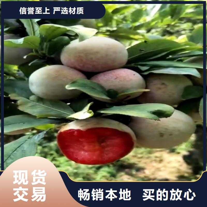 李子蘋果苗產(chǎn)品實(shí)拍