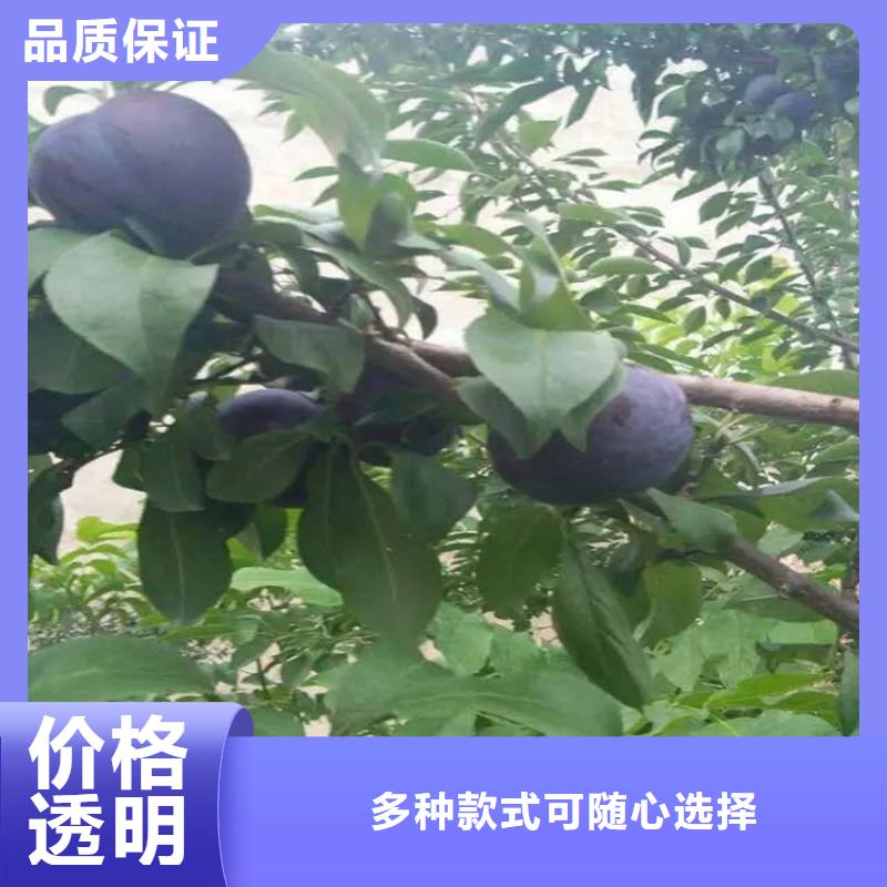 李子_櫻桃苗敢與同行比質(zhì)量