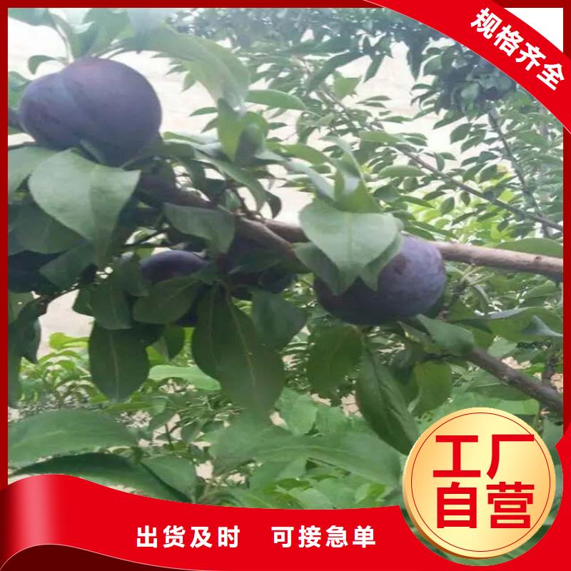 【 李子_梨树苗产品优势特点】-市场覆盖|鄢陵|禹州|郑州|开封|安阳|平顶山|新乡-企广云