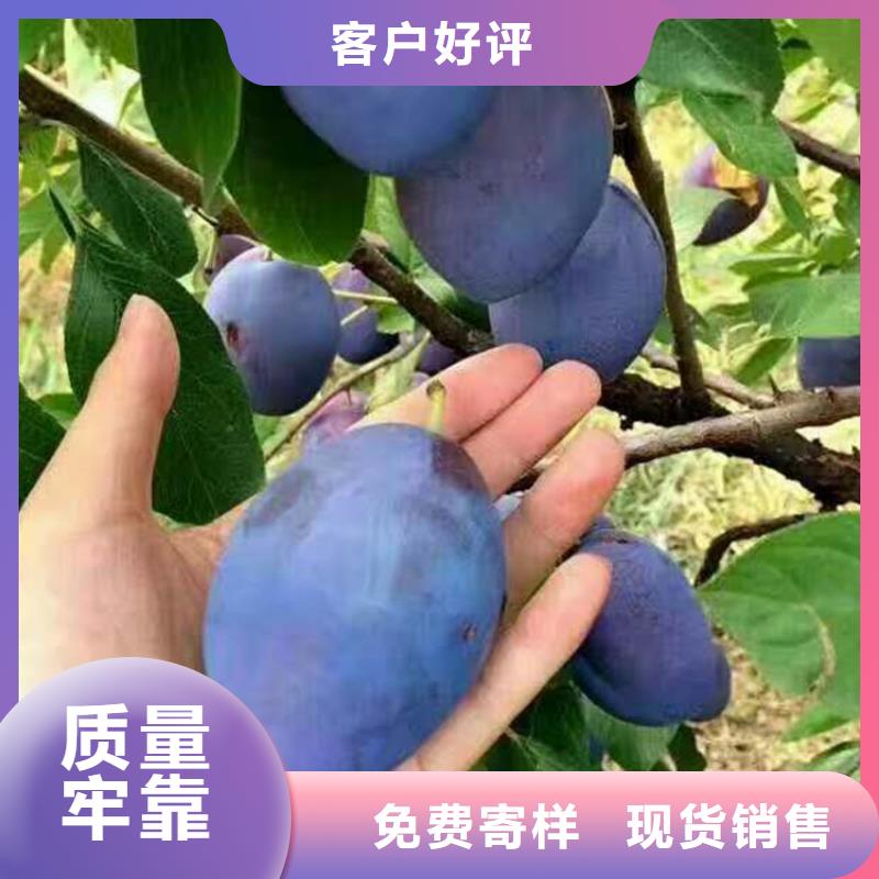 李子_蘋果苗工廠批發