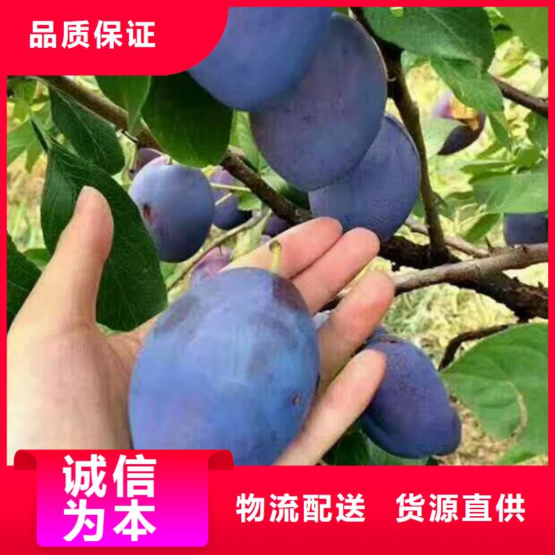 李子櫻桃苗實力才是硬道理