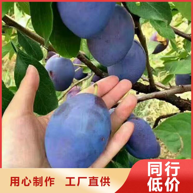 李子石榴苗不只是質(zhì)量好