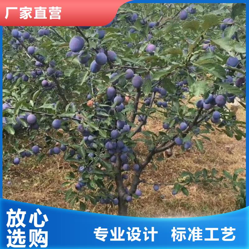 李子苹果苗严选用料