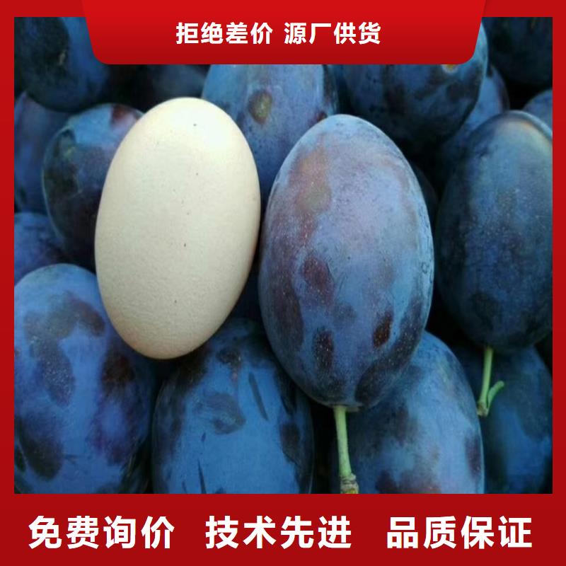 李子櫻桃苗實力公司