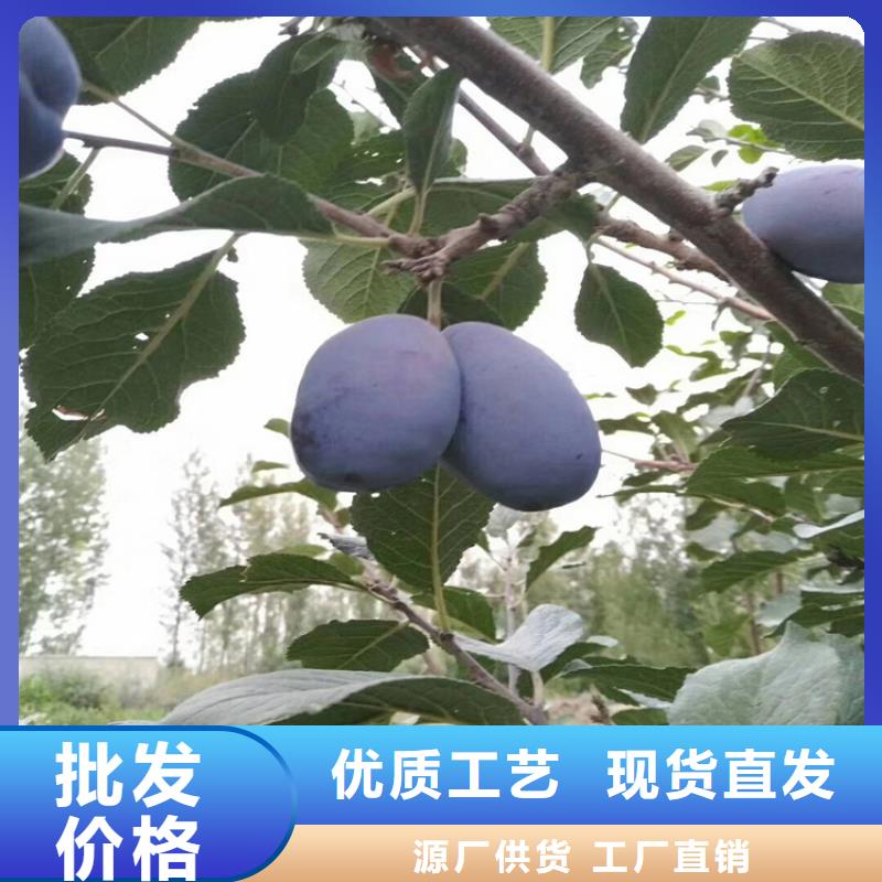 【李子】3公分軟籽石榴苗客戶好評