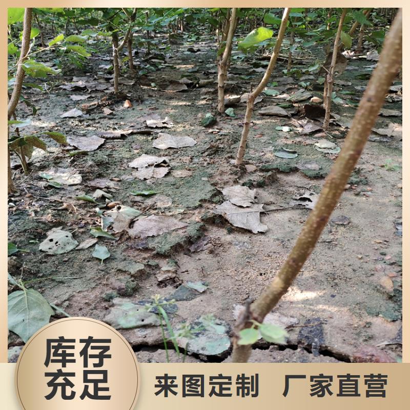 李子櫻桃苗價格地道