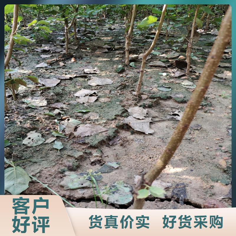 李子樱桃苗价格地道