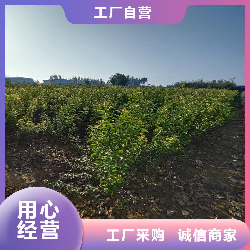 李子紅顏草莓源頭采購(gòu)