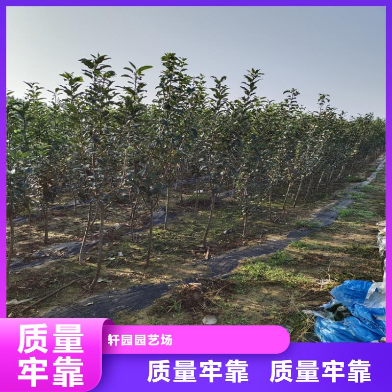 李子紅石榴苗基地專業的生產廠家