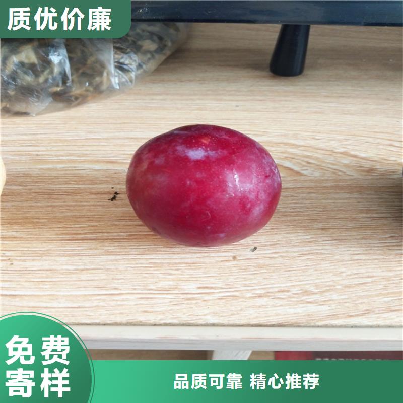 李子櫻桃苗專業(yè)生產(chǎn)品質(zhì)保證