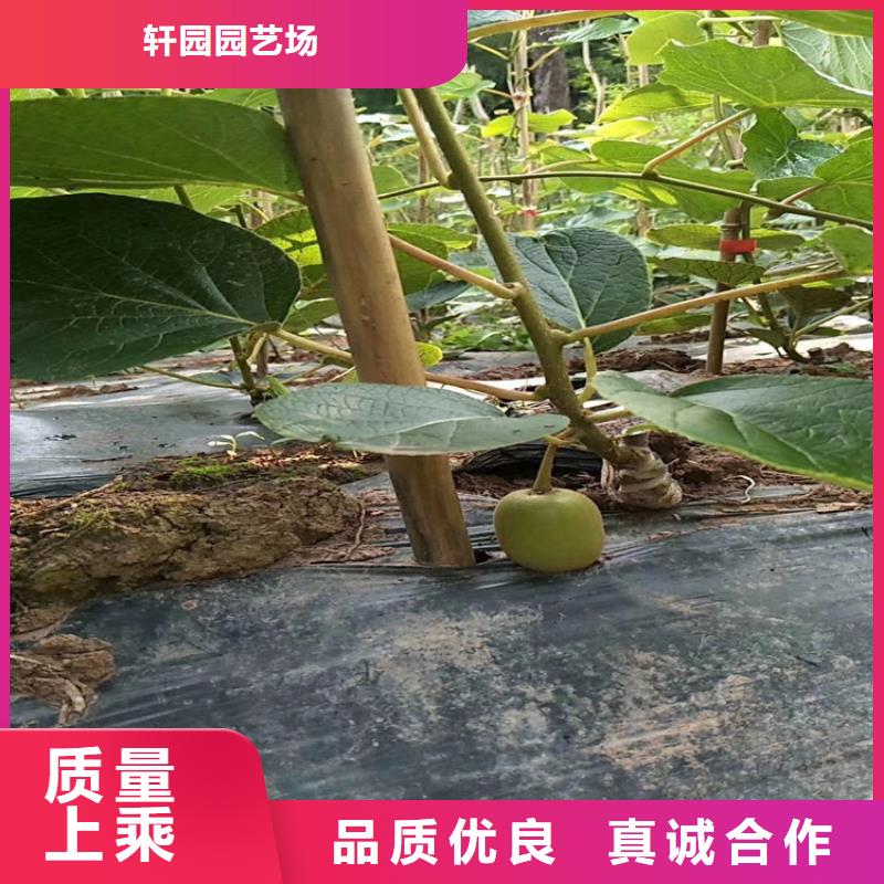 獼猴桃_【石榴苗】價格公道合理
