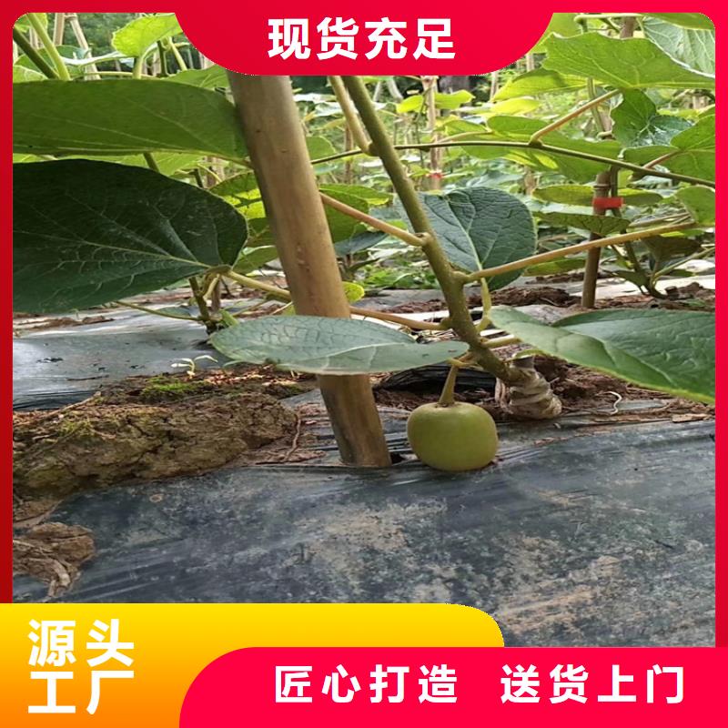 獼猴桃,蘋果苗專注質(zhì)量