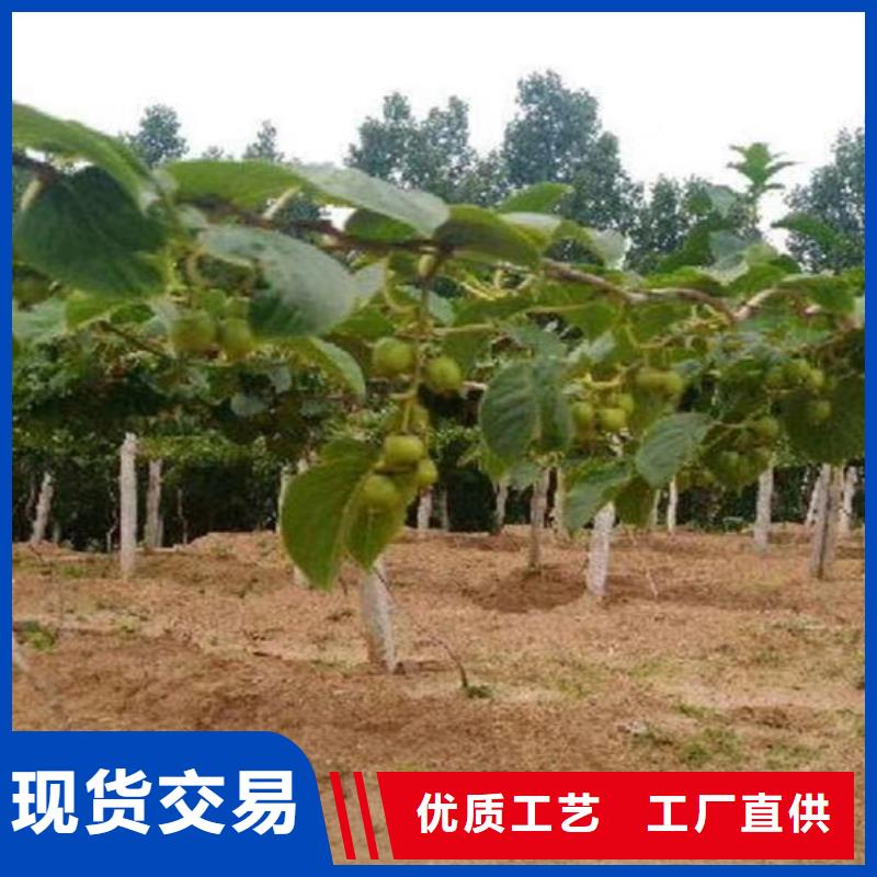 獼猴桃【葡萄苗】廠家直銷省心省錢