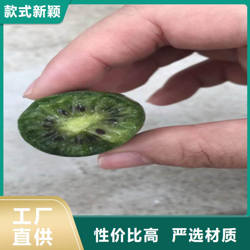 獼猴桃-桃樹苗保質保量