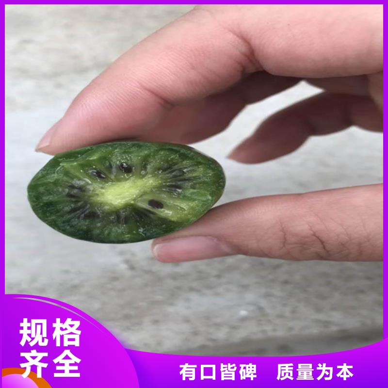 獼猴桃櫻桃苗源頭工廠量大優(yōu)惠