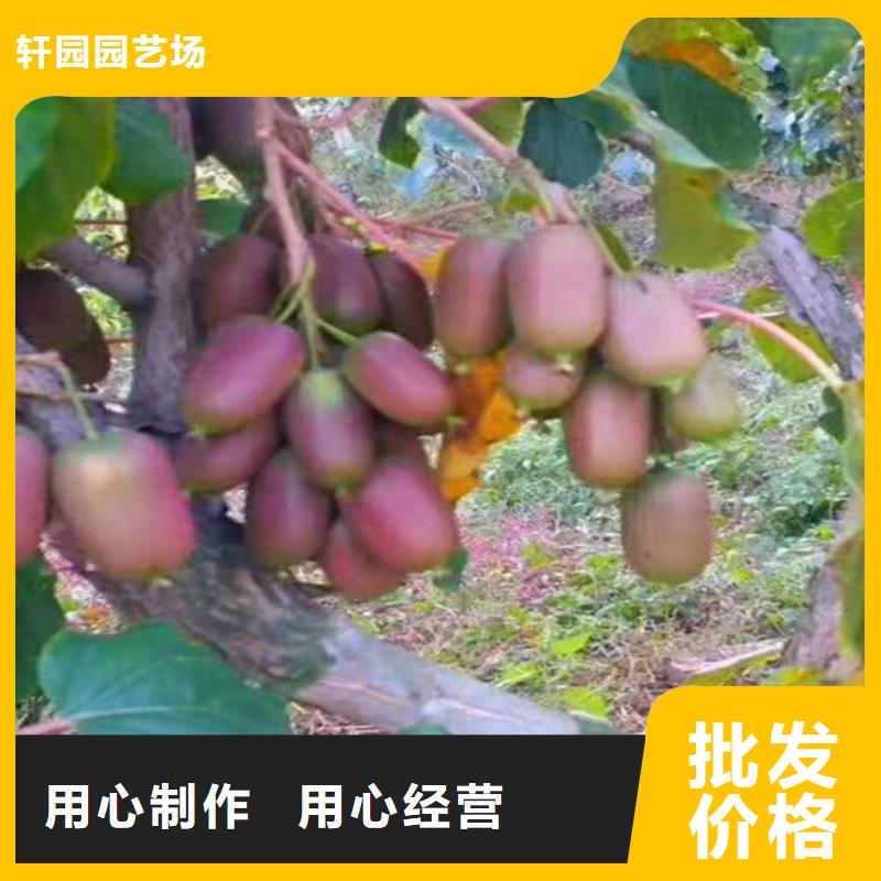 【獼猴桃蘋果苗常年出售】