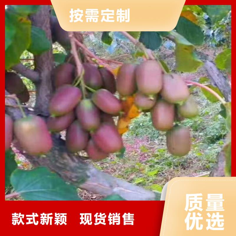 獼猴桃桃樹(shù)苗全品類現(xiàn)貨