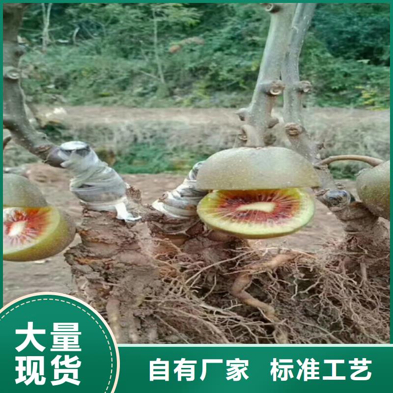 獼猴桃櫻桃苗大廠生產品質